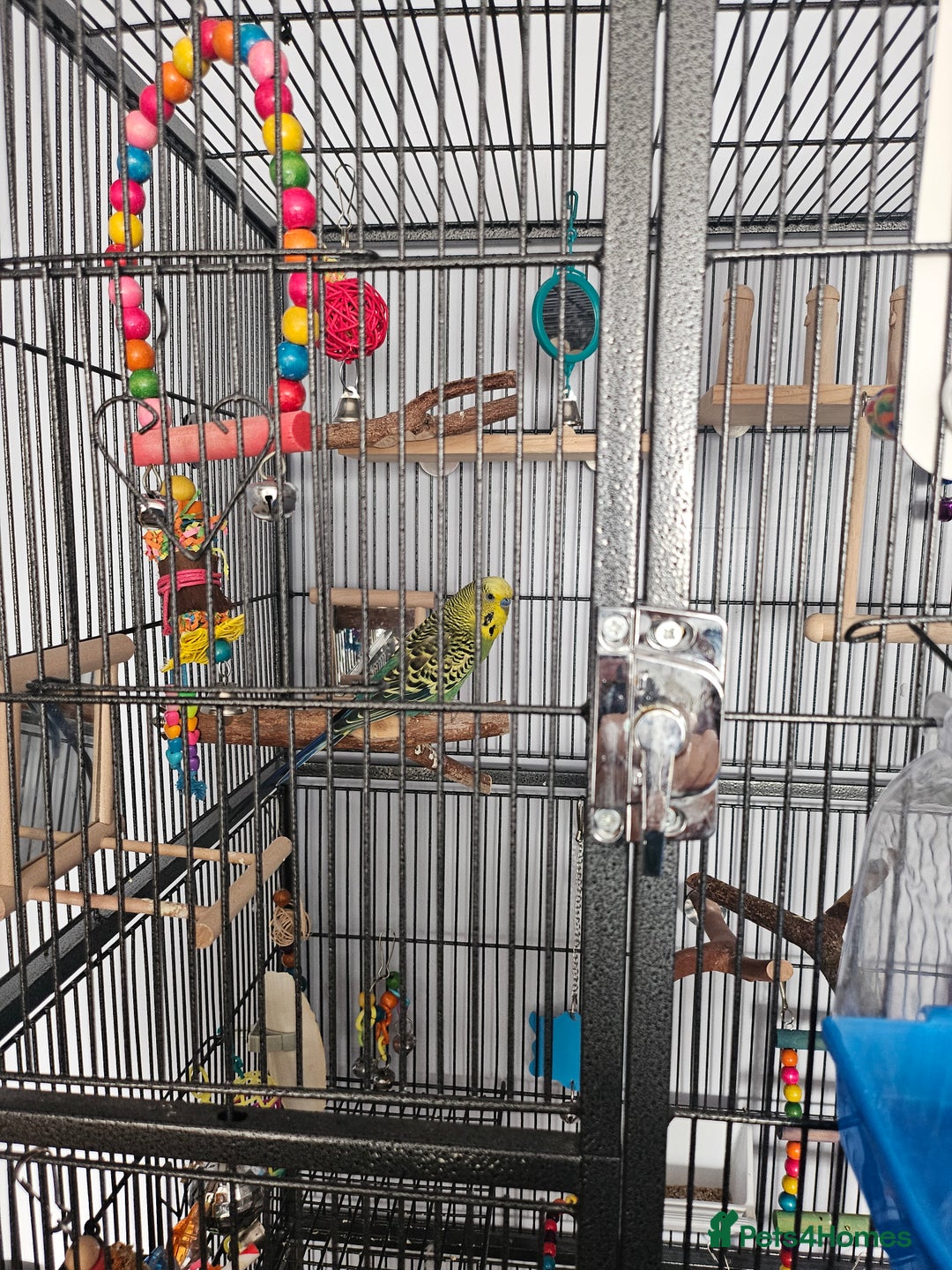 Budgerigars birds for sale: Budgies  - Advert 3