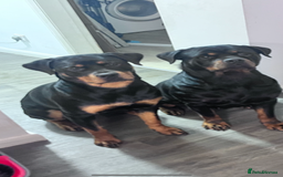 Rottweiler dogs for sale: Pedigree German chunky Rottweiler puppies  - Image 7