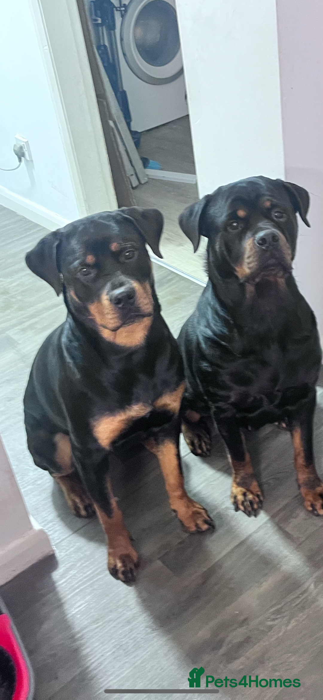 Rottweiler dogs for sale: Pedigree German chunky Rottweiler puppies  - Image 7