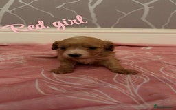 Cavapoo dogs for sale: F1 cavapoo puppies  - Image 2