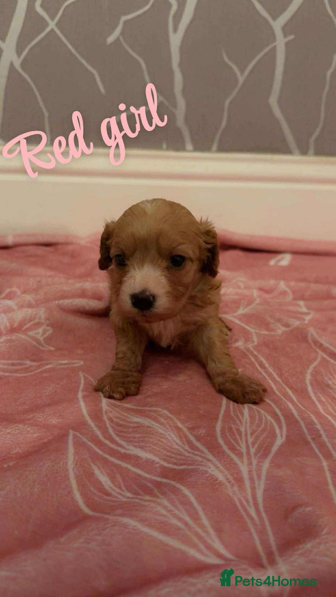 Cavapoo dogs for sale: F1 cavapoo puppies  - Image 2