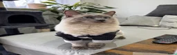 Ragdoll cats for sale: Purebred Ragdoll Kittens - Vaccinated & Trained  in Greenford - Advert 10