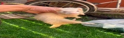 Ferret rodents for sale: Micro Ferrets  - Advert 17