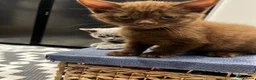 British Shorthair cats for sale: British Shorthair Kittens – Grey Girl & Brown Boy - Advert 9