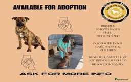 Mixed Breed dogs for adoption: Brindle, approx 7 months. Available for adoption. - Image 22