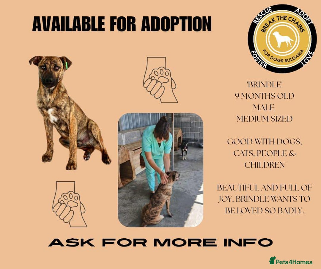 Mixed Breed dogs for adoption: Brindle, approx 7 months. Available for adoption. - Image 22