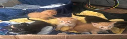 Mixed Breed cats for sale: Kittens for sale - Advert 10