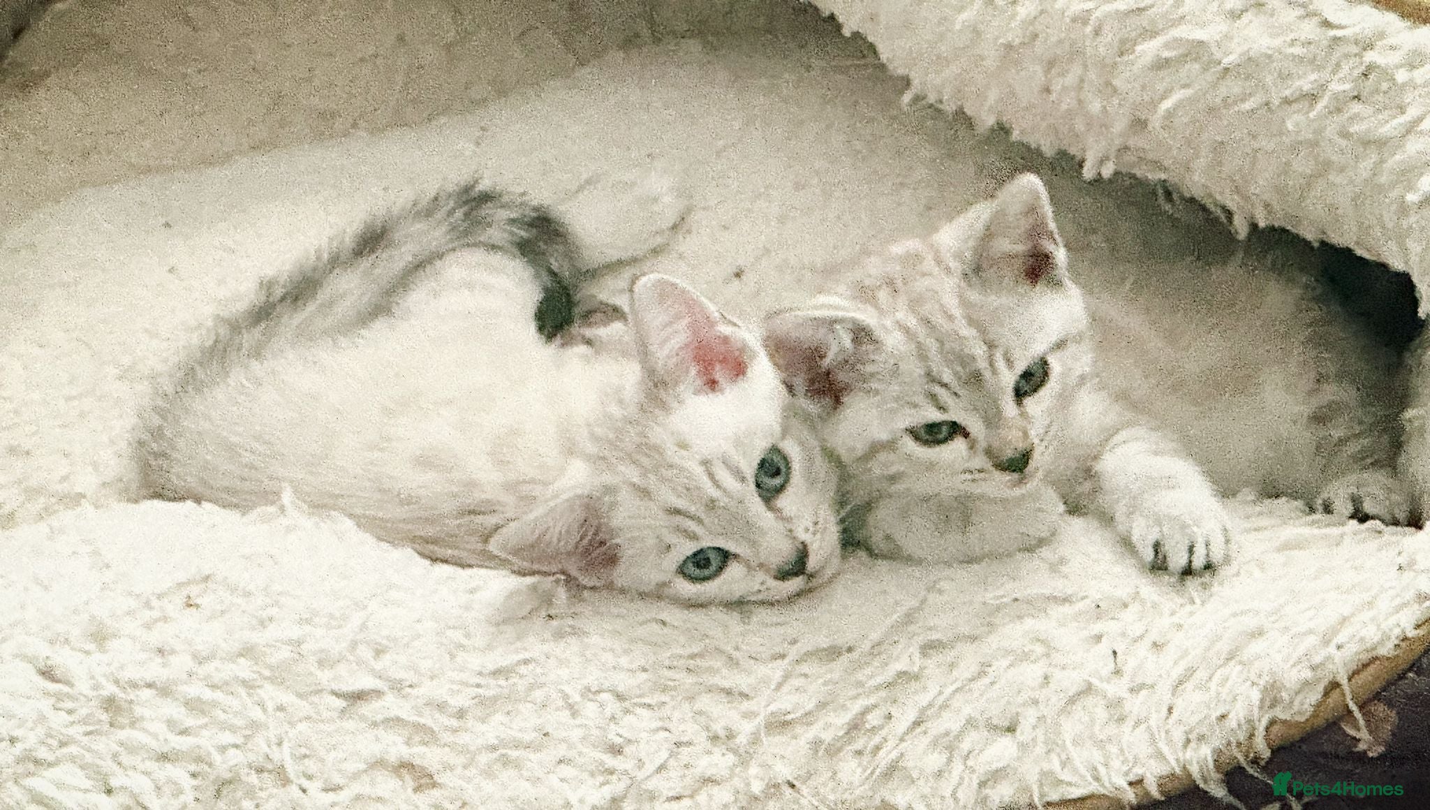 Bengal cats Snow Leopard/Bengals kittens  - Advert 1