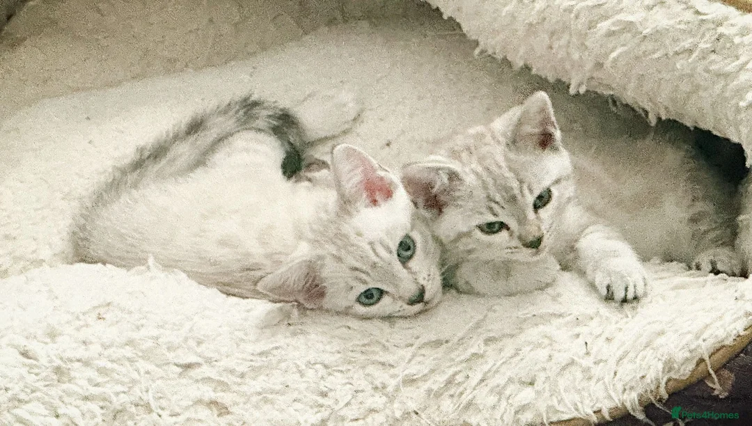 Bengal cats for sale: Snow Leopard/Bengals kittens  - Advert 1