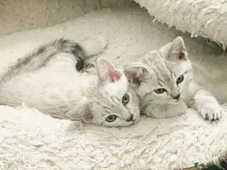 Bengal cats Snow Leopard/Bengals kittens - Advert 3