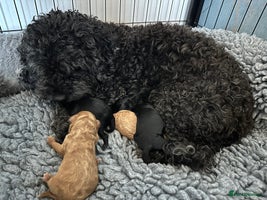 Cavapoo dogs Beautiful cavapoo puppies from a family home - Advert 2