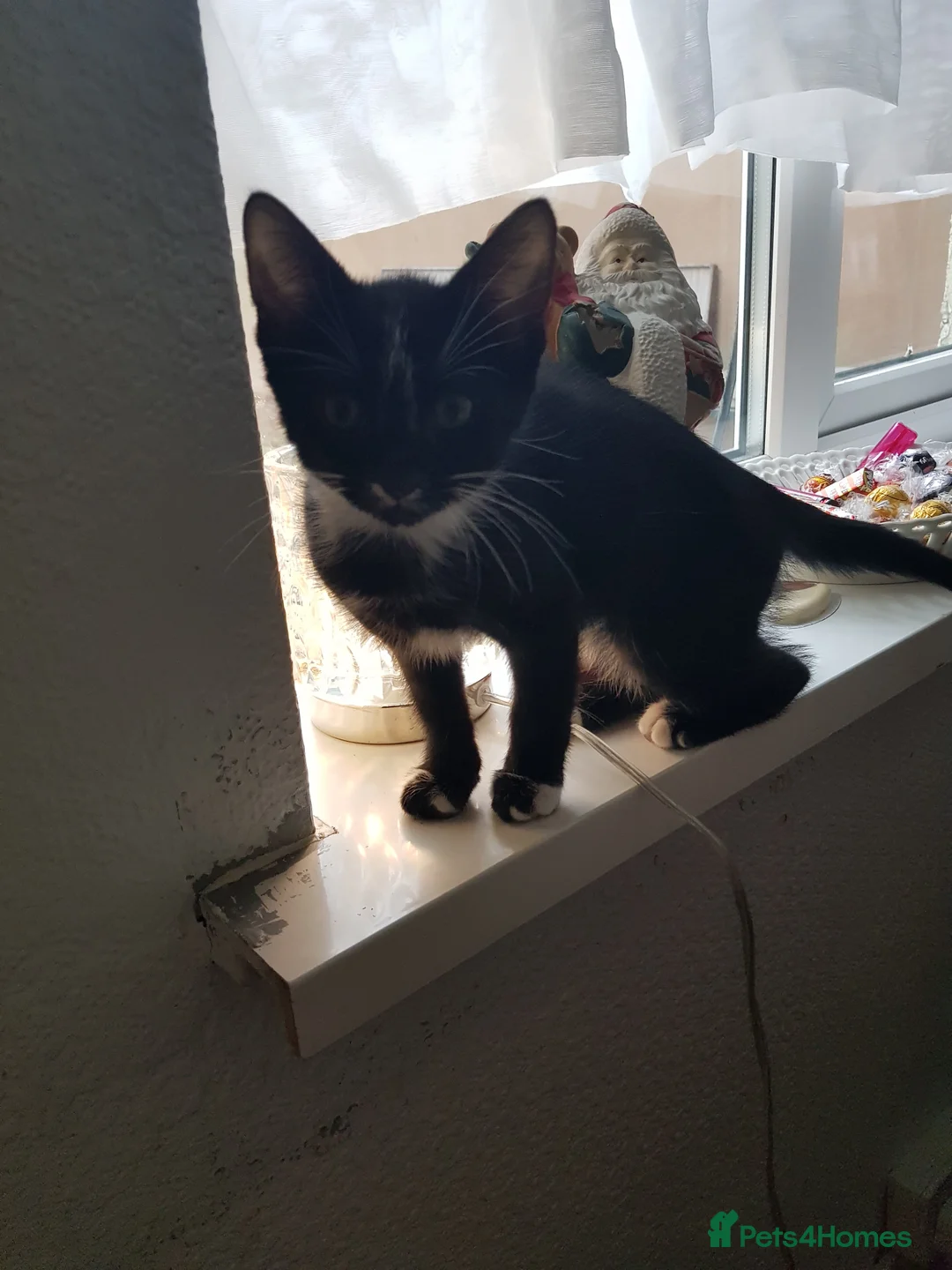 European cats for adoption: Adorable kittens looking for loving home  - Advert 4