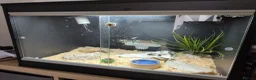 Snake reptiles for sale: Beautiful Male Rough-Scaled Sand Boa in Huntingdon - Advert 4