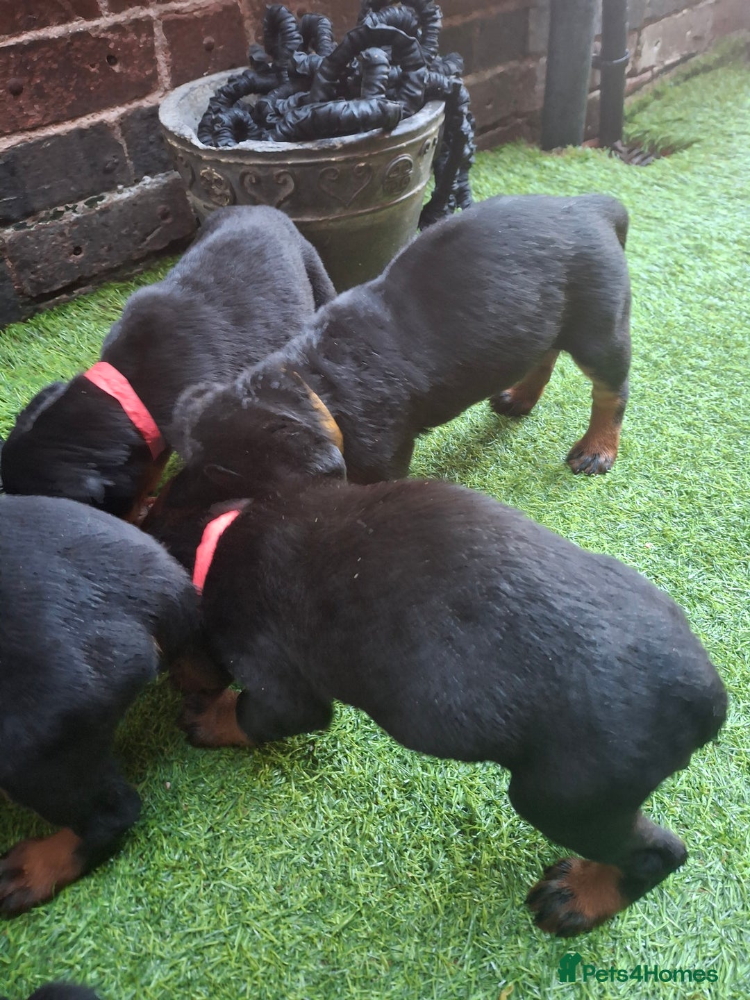 Dobermann dogs for sale: Rottweiler/Doberman  - Image 12
