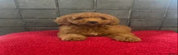 Miniature Poodle dogs for sale: Stunning Fox Red Minature Poodle Pups  - Advert 26