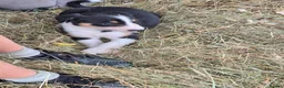 Border Collie dogs for sale: Border Collie Puppies for Sale in Ruthin - Advert 18