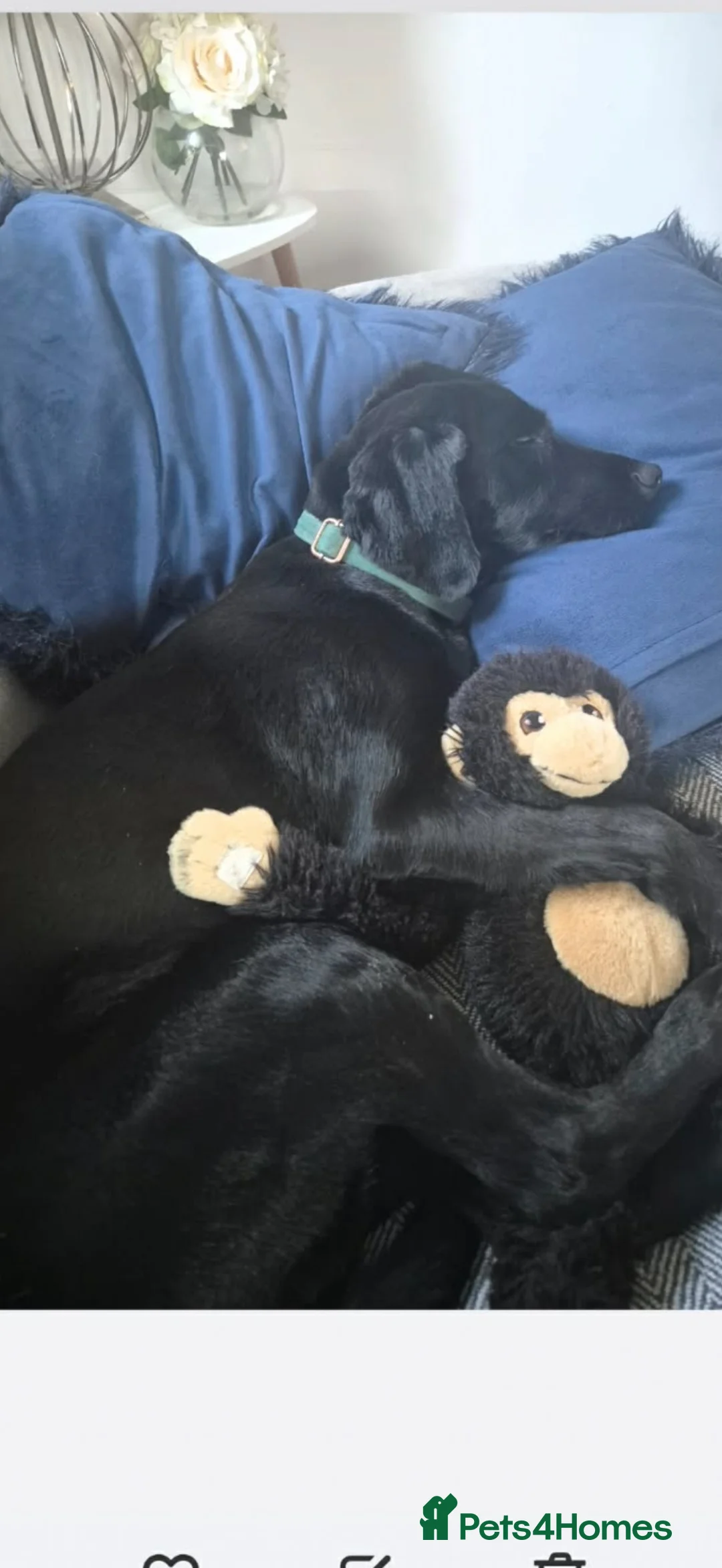 Mixed Breed dogs for sale: Spaniel cross  in Leominster - Advert 2