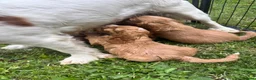 Cockapoo dogs for sale: Beautiful cockapoos - Advert 28
