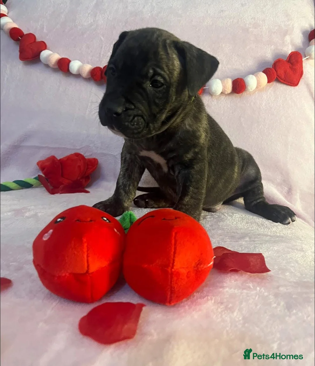 Presa Canario dogs for sale: Presa Canario puppies REDUCED  - Advert 6
