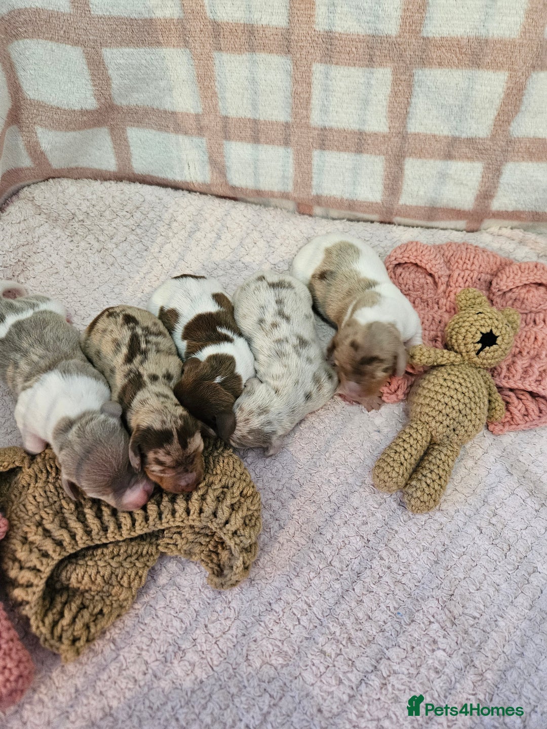Miniature Dachshund dogs for sale: Stunning KC miniaturedachshunds KC - Advert 6