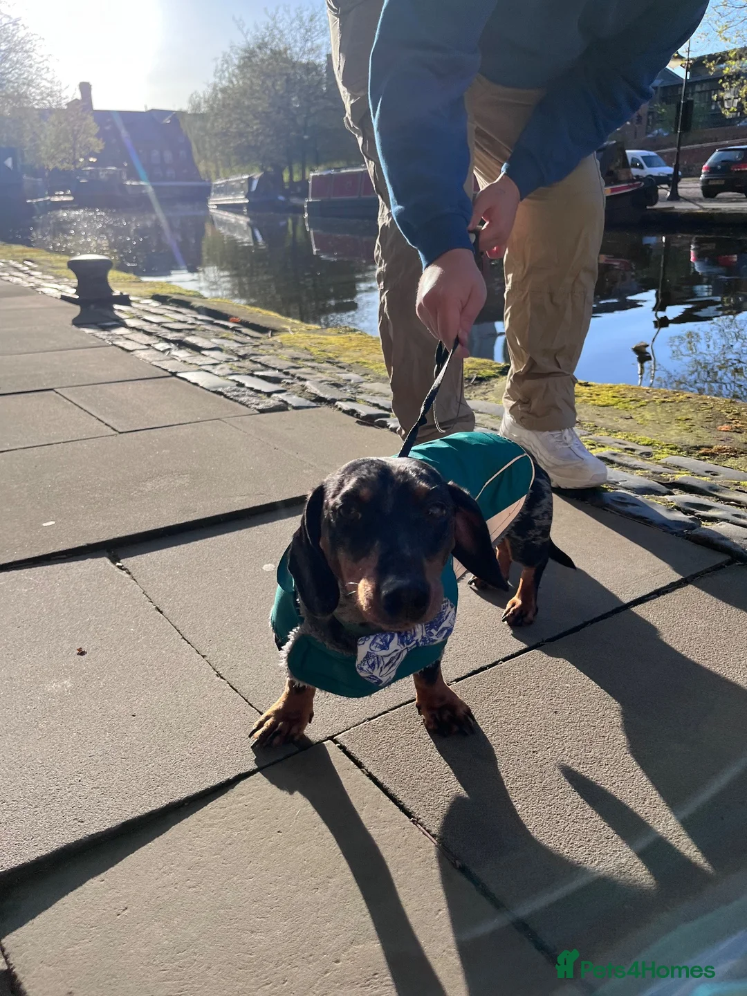 Dachshund dogs for sale: Smokey in Oldham - Advert 2
