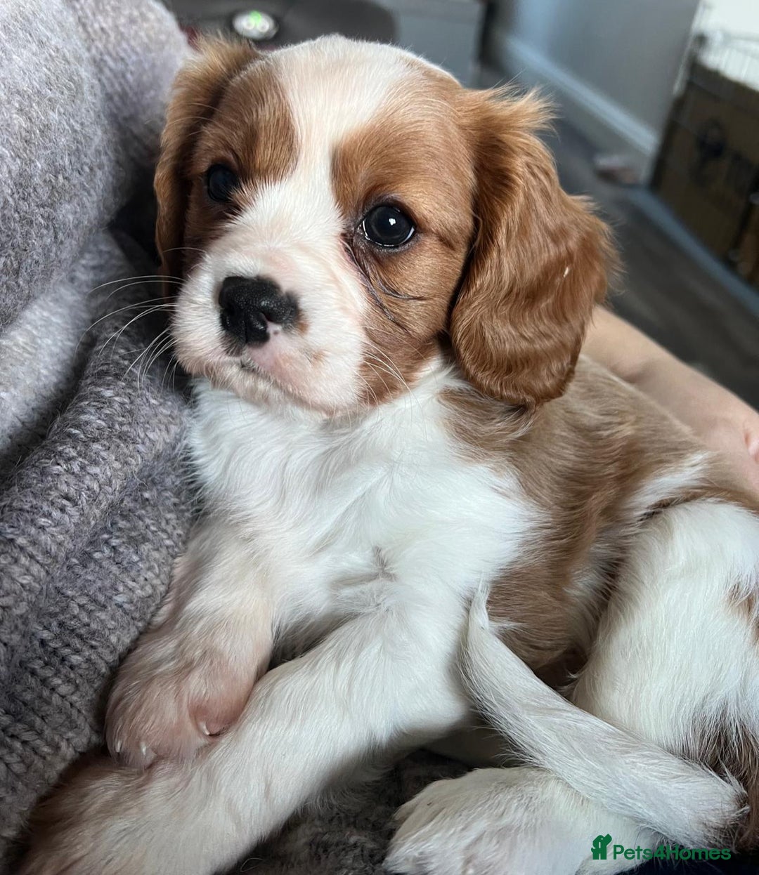 Cavalier King Charles Spaniel dogs for sale: Cavalier King Charles Spaniel - cuteness overload - Advert 9