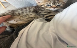 British Shorthair cats for sale: One little BSH X boy available.  - Image 6