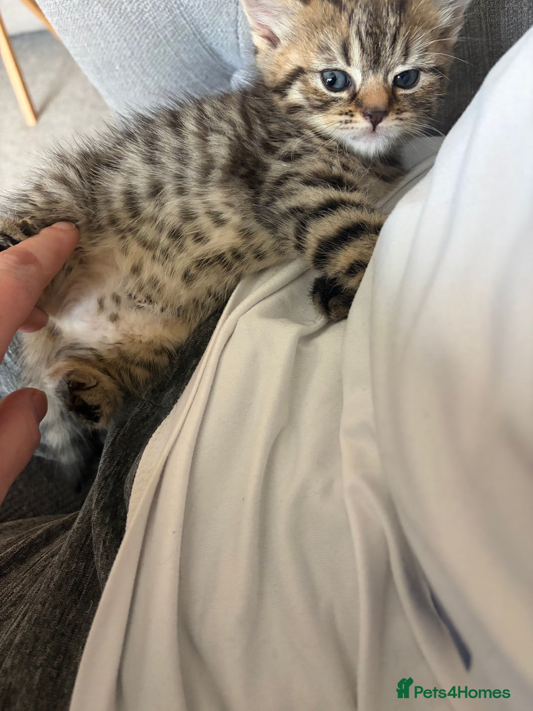 British Shorthair cats for sale: One little BSH X boy available.  - Image 6