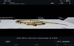 Python Snake reptiles for sale: Ball pythons - Image 7