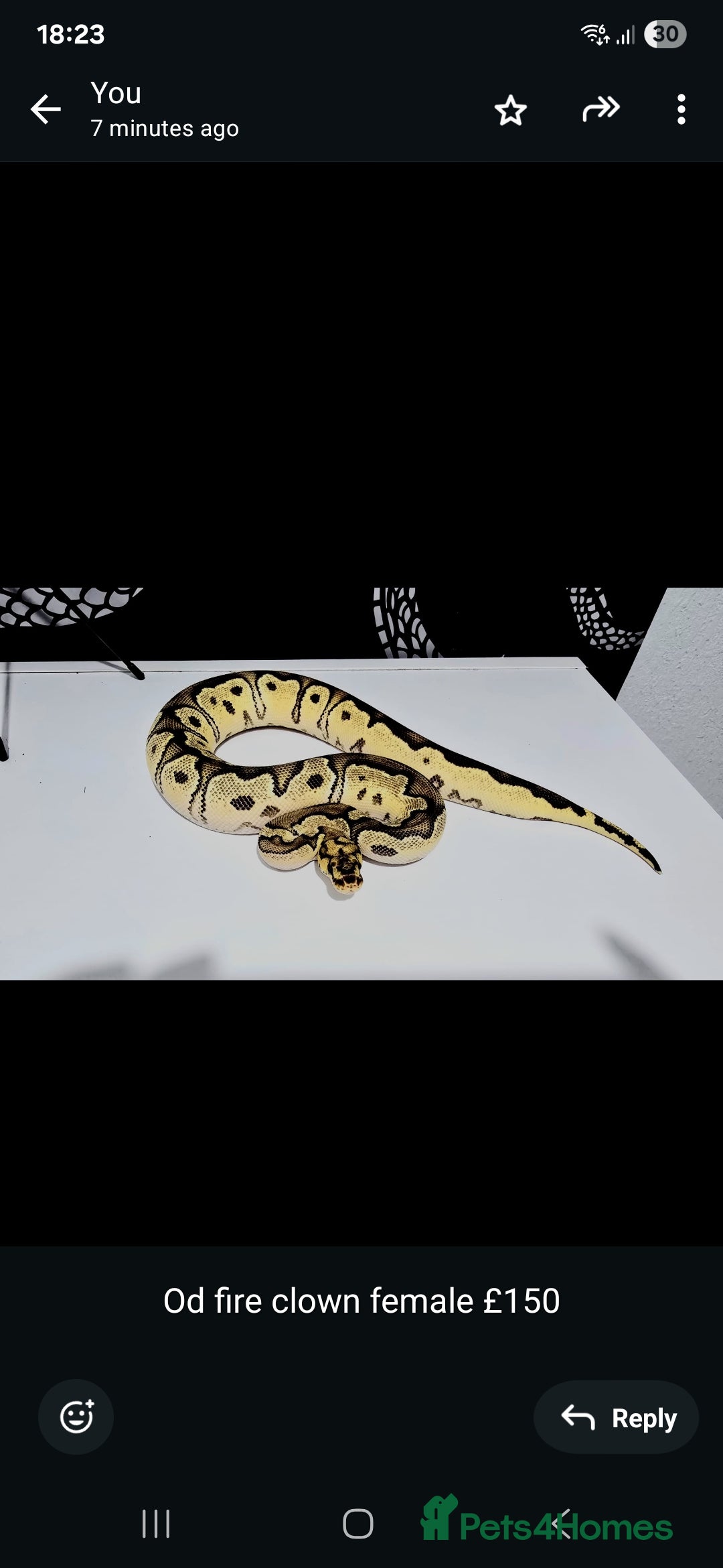 Python Snake reptiles for sale: Ball pythons - Image 7