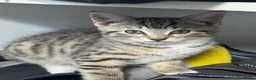 Mixed Breed cats for sale: Three beautiful kittens  - Advert 12