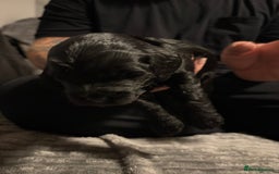 Mixed Breed dogs for sale: Beautiful miniature Labrador x cockapoo  - Image 6