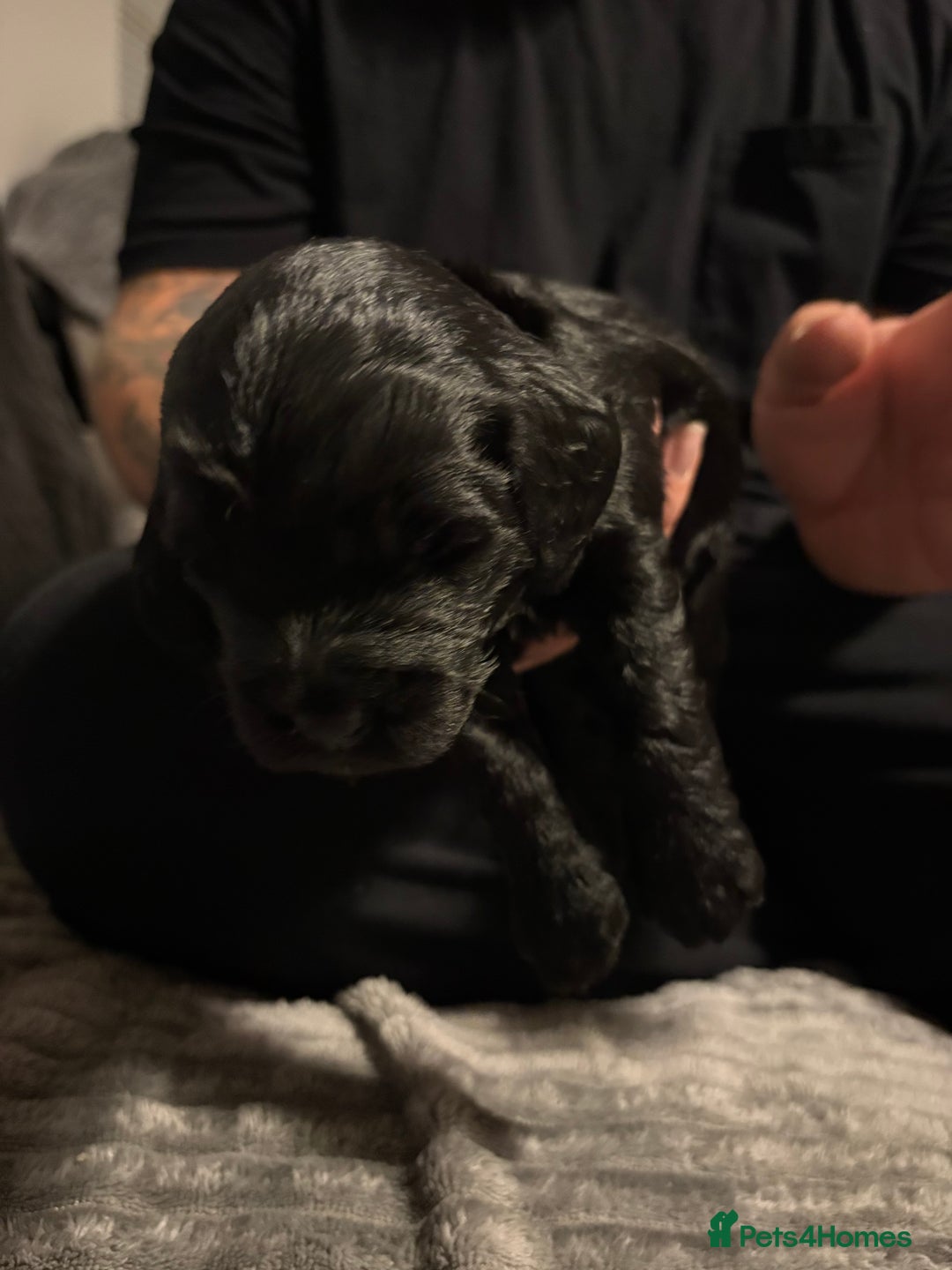 Mixed Breed dogs for sale: Beautiful miniature Labrador x cockapoo  - Image 6