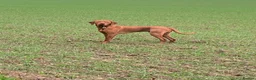 Hungarian Vizsla dogs for stud: Hungarian viszla stud in Leominster - Advert 5