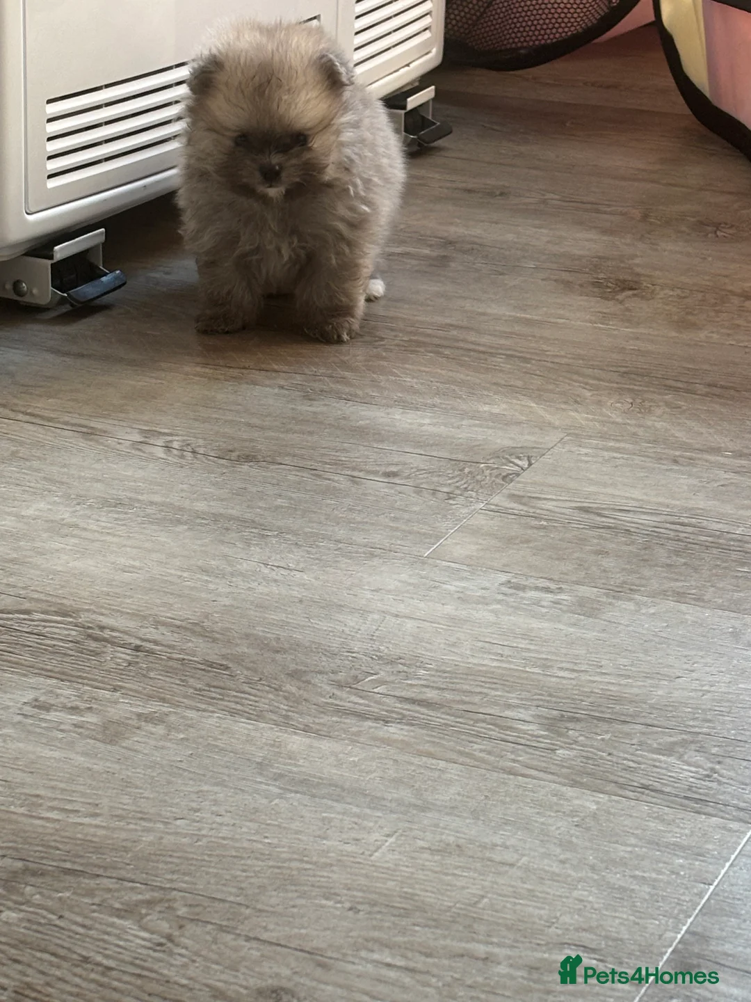 Pomeranian dogs for sale: Pomaranian  in Grays - Advert 2