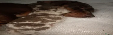 Miniature Dachshund 2