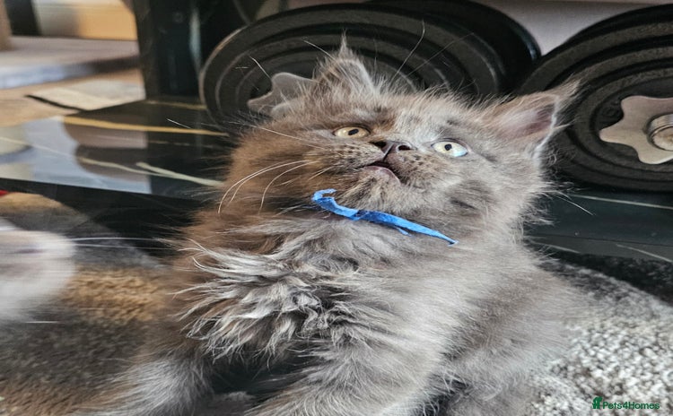 Maine Coon cats - Advert 2