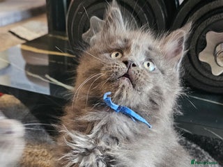Maine Coon cats 🔥*STUNNING Litter of 6 Solid*💎*Blue Maine Coon💎 - Advert 14