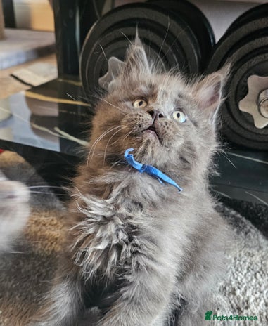 Maine Coon cats - Advert 1