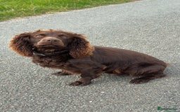 Cocker Spaniel dogs for sale: Gorgeous WCS excellent temperament  - Image 5