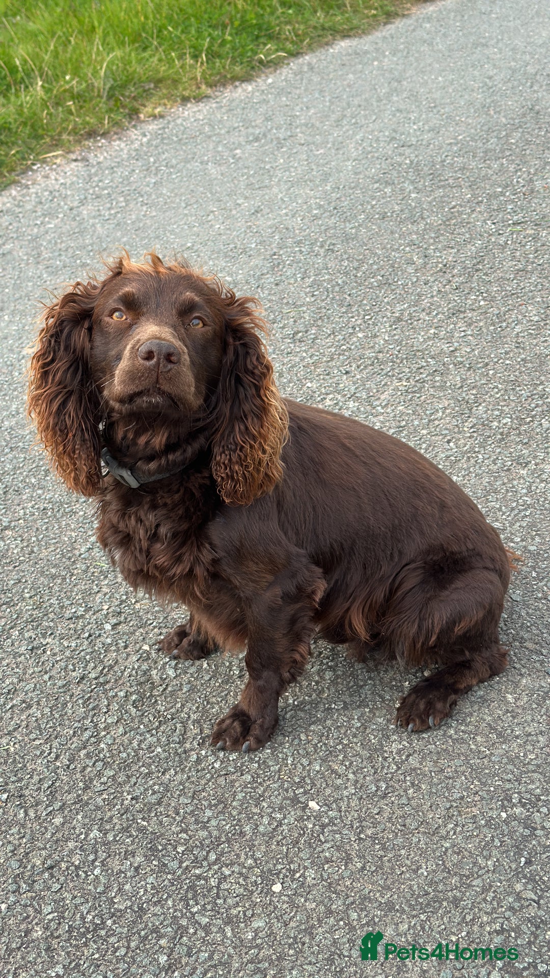 Cocker Spaniel dogs for sale: Gorgeous WCS excellent temperament  - Image 5