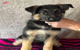 German Shepherd dogs for sale: Stunning KC Registered German Shepherd Puppies - Image 8
