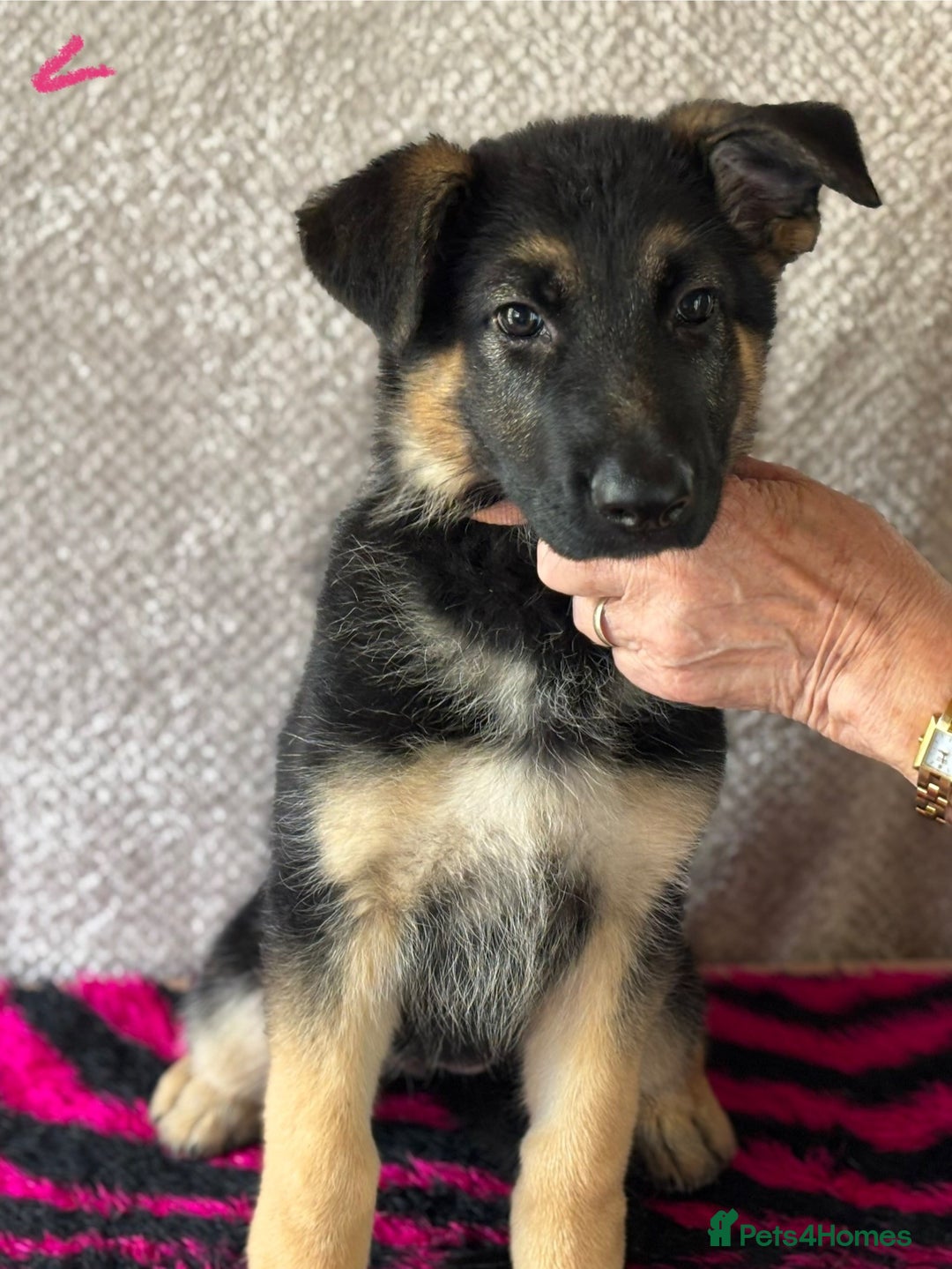 German Shepherd dogs for sale: Stunning KC Registered German Shepherd Puppies - Image 8
