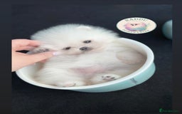 Pomeranian dogs for sale: Champion line🏆 Teddy Face 🧸 - Image 5