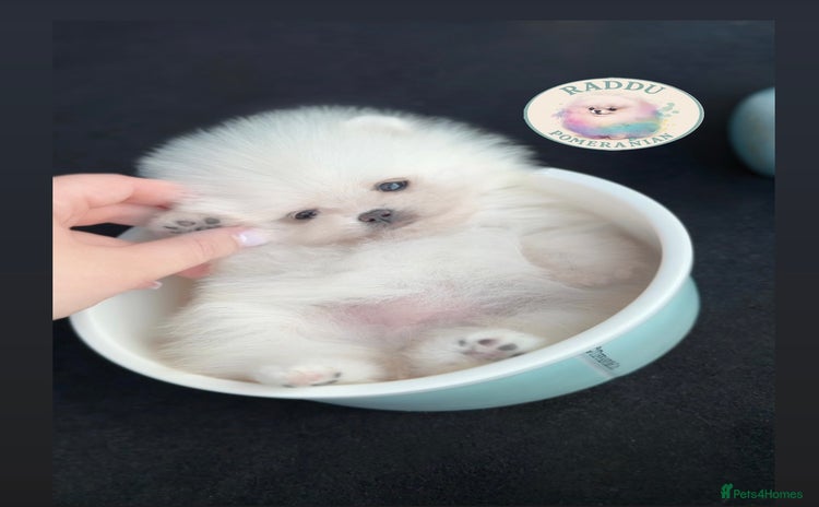 Pomeranian dogs - Advert 1