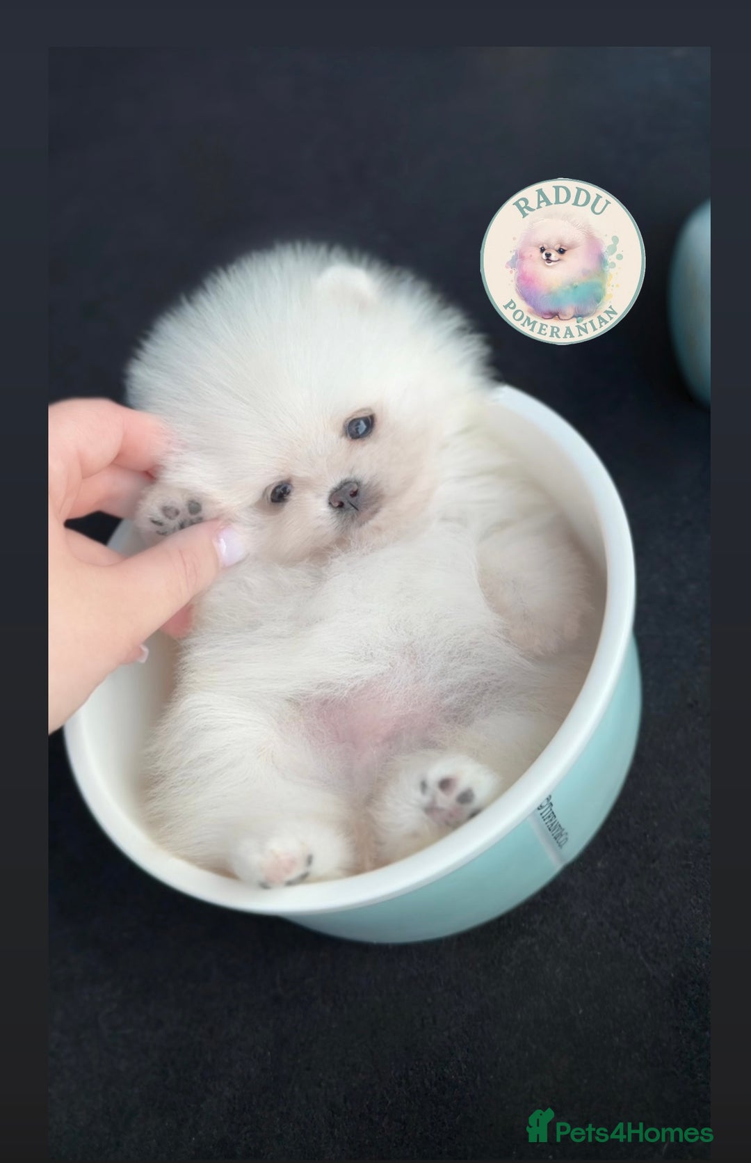 Pomeranian dogs for sale: Champion line🏆 Teddy Face 🧸 - Image 5