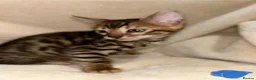 Bengal cats for sale: Bengal kittens - Advert 10