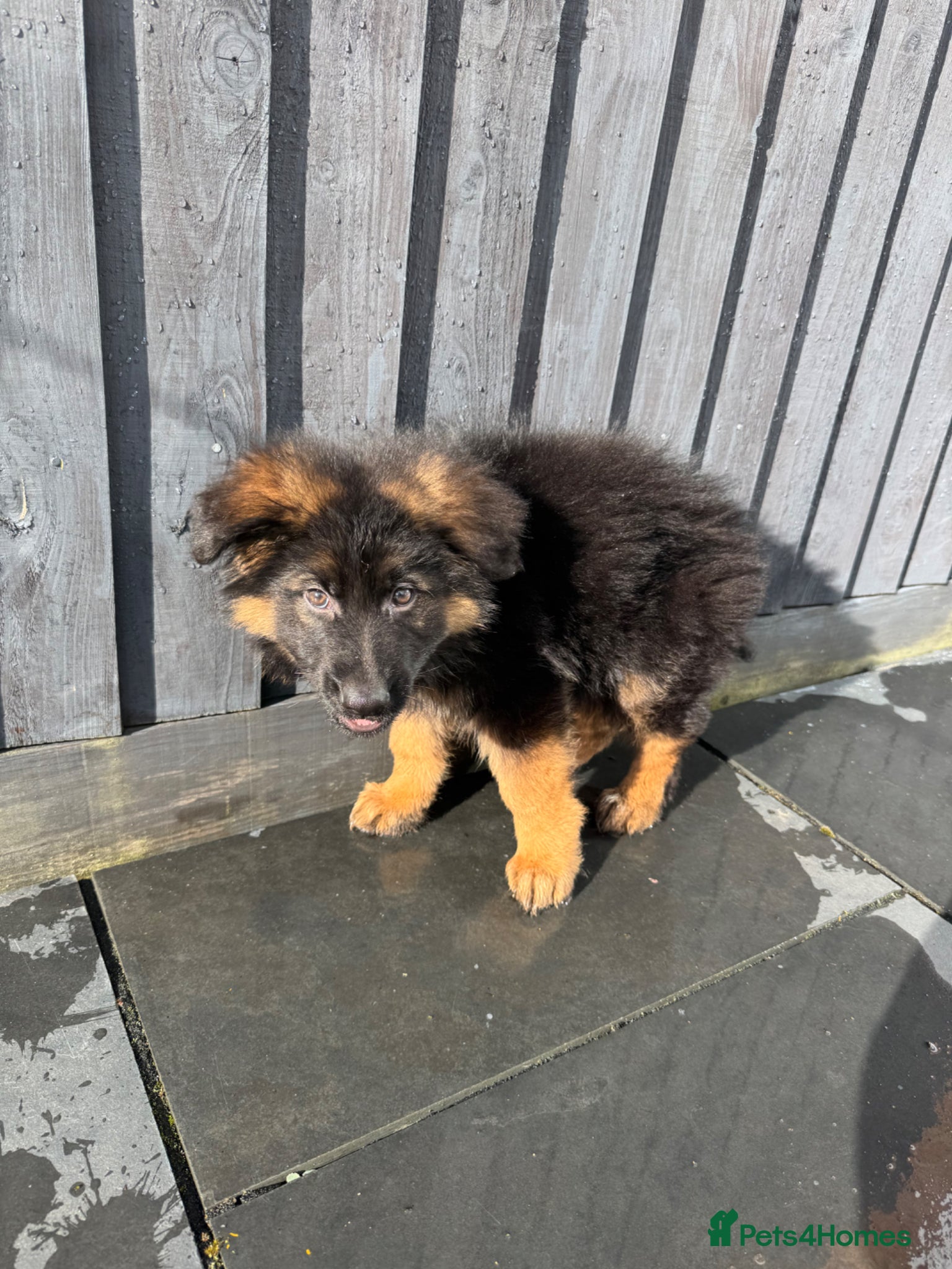 German Shepherd dogs 9 week old Male German shepherd  - Advert 2