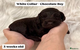 Cockapoo dogs for sale: Extensive DNA Health Tested Cockapoo Puppies 🧬 - Image 17