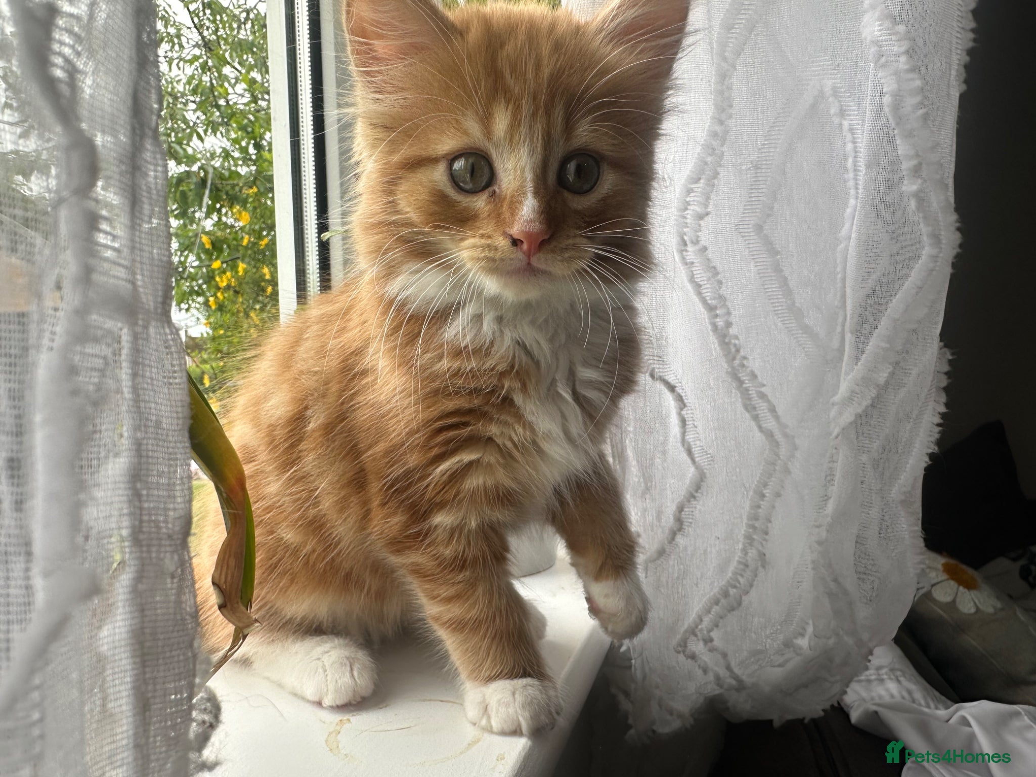 Mixed Breed cats Fluffy ginger male kitten  - Advert 3